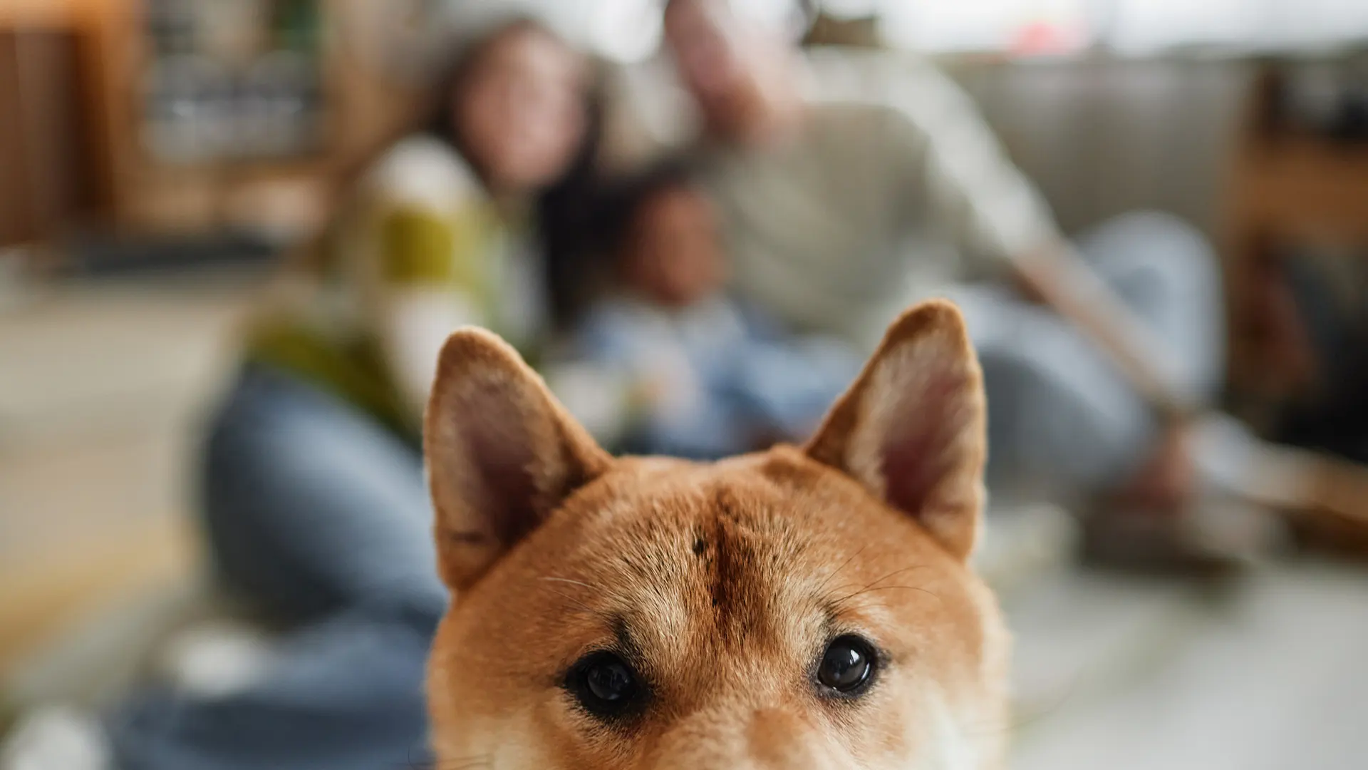 Home Checks & Adoptions