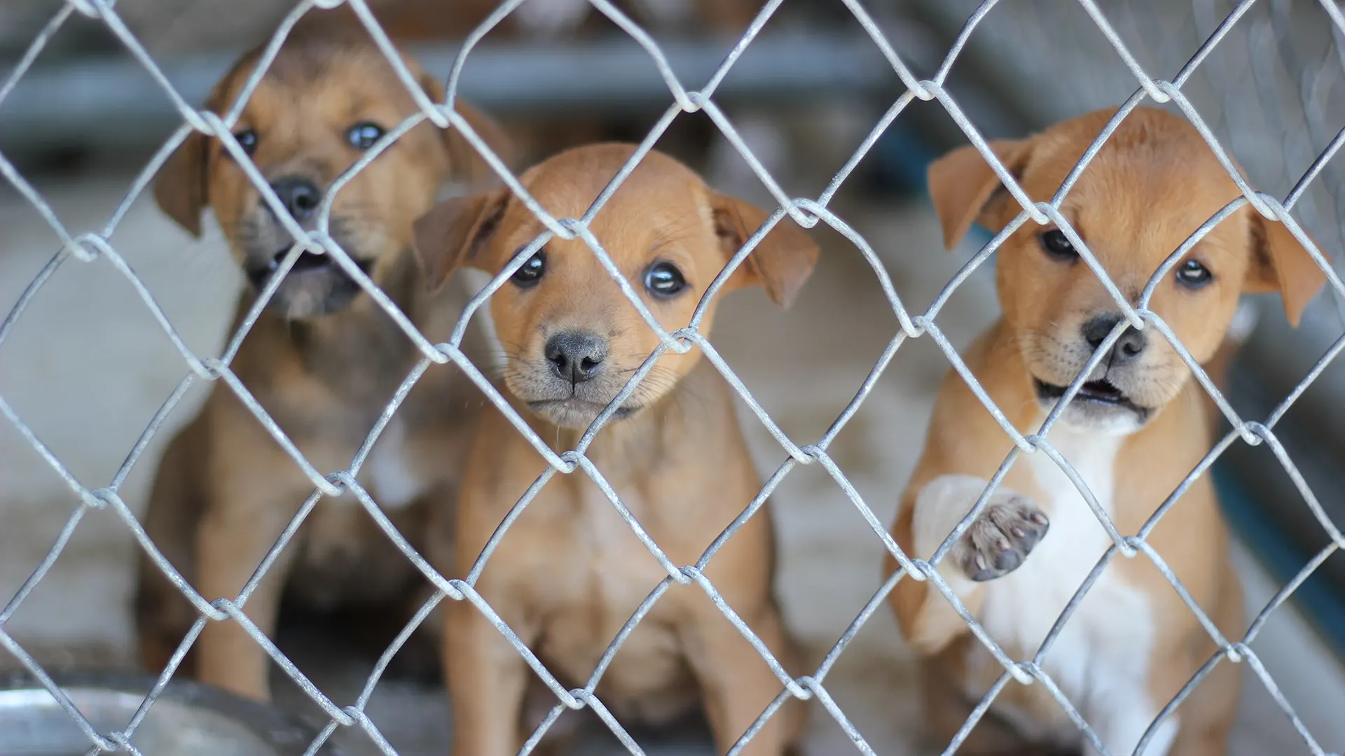 Sanctuaries and shelters