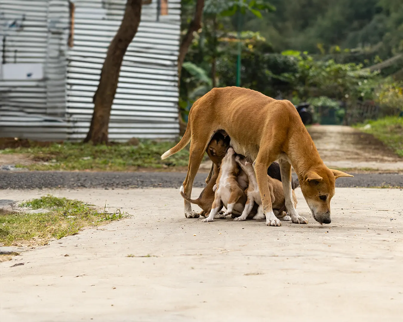 Why Sterilisation Must Be Compulsory: A Call to Protect Companion Animals and Communities